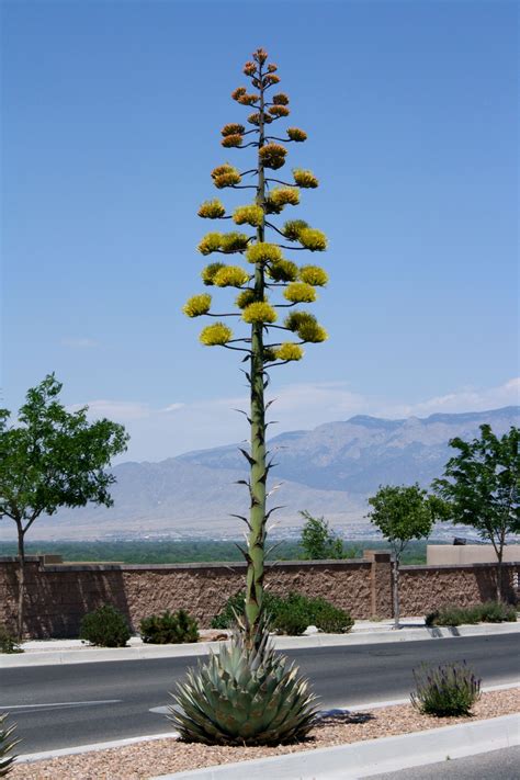 U Local Community | Agave plant, Blue agave plant, Plants