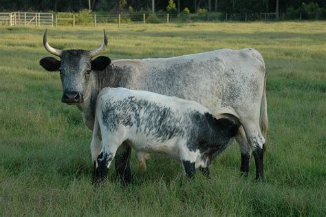 Florida Cracker Cattle | Oklahoma State University