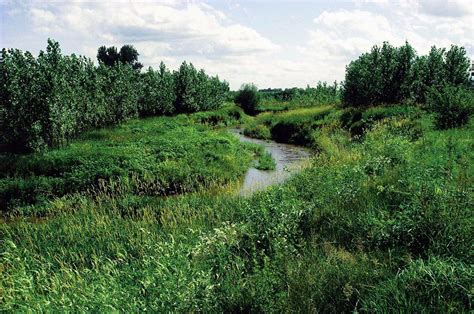 Riparian Plantings, Buffer and Filter Strips – Center for Regenerative ...