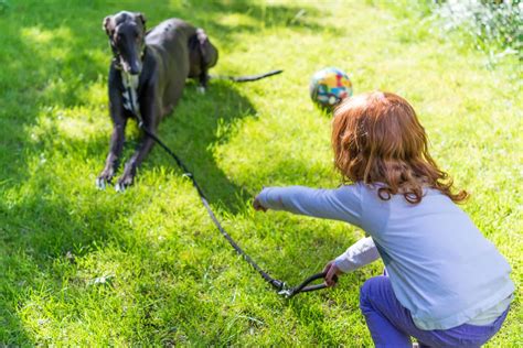 Greyhound training is needed to help adopted greyhounds adapt