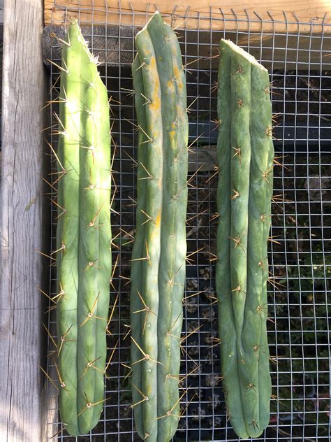 The Secrets of Propagating Cactus Cuttings