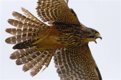 For the love of birds | Te Papa’s Blog