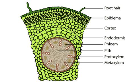 NCERT Solutions for Class 11 Biology Chapter 6 - Anatomy of Flowering ...