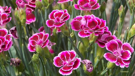 Pink Carnation Wallpapers - Wallpaper Cave