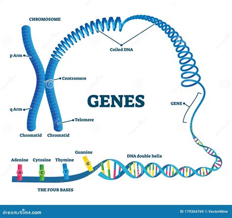 A Single Piece of Coiled Dna Is Called