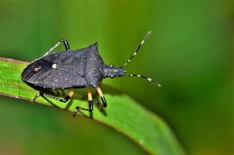 Types of Stink Bugs: Field Guide (Names & Photos) - Outforia