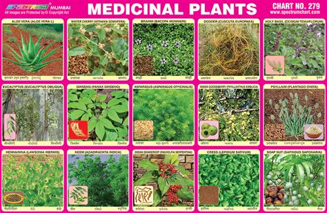 Herbs Plants Medicinal Uses Chart