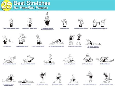 How to Keep Your Fascia Healthy - Peak Health Advocate | Stretching ...