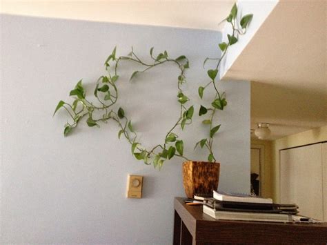 Indoor Vine Plants - Plants BN