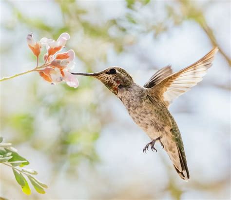 Flowering Desert Plants for Landscaping - Landscape Fix