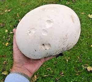 GIANT PUFFBALL MUSHROOM SPORES - Calvatia gigantea: Amazon.ca: Patio ...