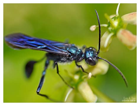 Black Wasp with Blue Reflections by EricTonArts on DeviantArt