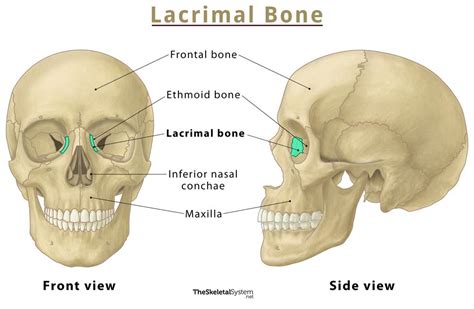 Lacrimal Bone – Location, Functions, Anatomy, & Diagram