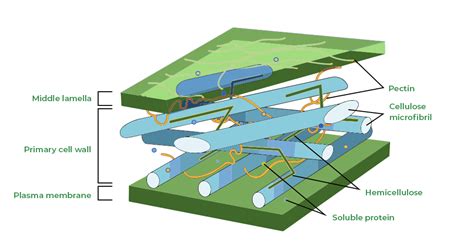 Cell Wall - Definition, Structure, Functions and Cell Wall Layers