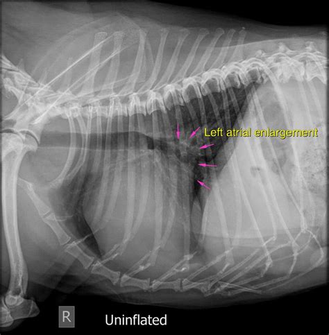 Why Do Dogs Cough With A Heart Murmur