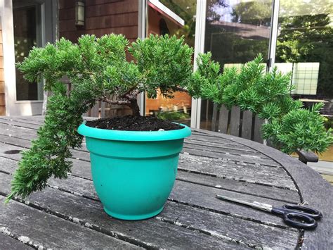 My first bonsai! Here is my juniper after repotting and basic trimming ...