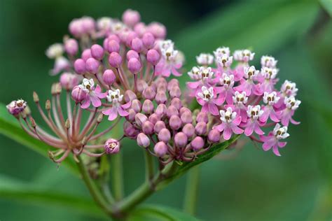 Swamp Milkweed (Asclepias incarnata) - Bowman's Hill Wildflower Preserve