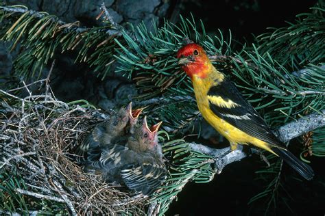 Western Tanagers Photograph by Robert J. Erwin - Fine Art America