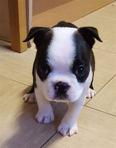 Boston Terrier Puppies For Sale | Lancaster Street, Swatara Township ...