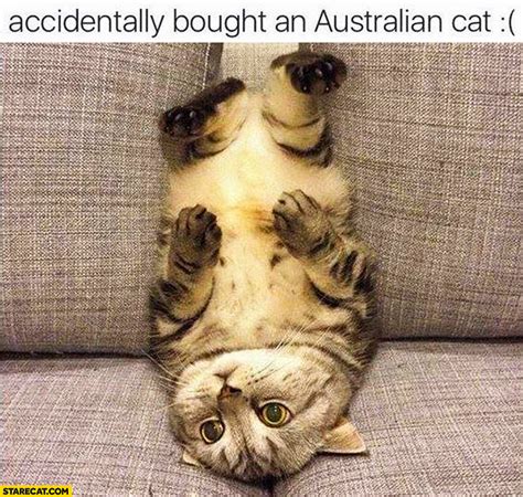 Accidentally bought an Australian cat laying upside down | StareCat.com