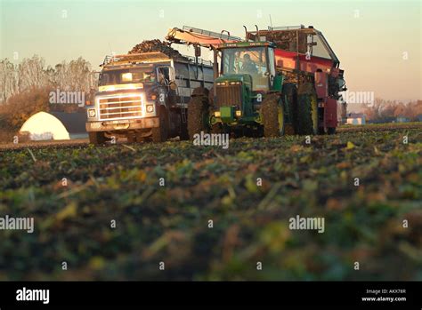 Sugar Beets Harvesting in the Red River Valley of Minnesota Stock Photo ...