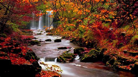 Blätter Herbst Bäume Naturlandschaft Blatt Desktop-Hintergrundbilder HD ...