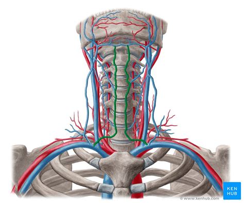 Anatomy Of Subclavian Vein | Images and Photos finder