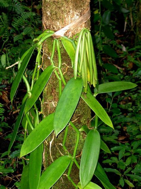 Vanilla-Bean-Orchid Vine: Vanilla planifolia Plantar Orquideas, Plantas ...