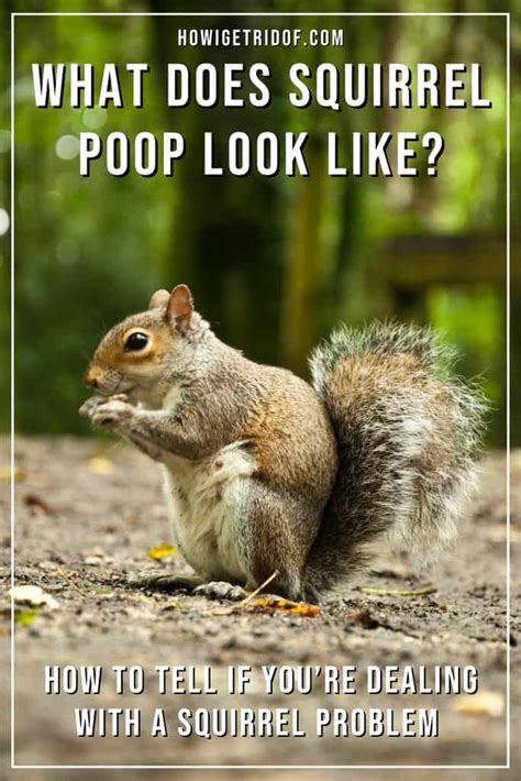 What Does Squirrel Poop Look Like? How to Tell If You’re Dealing With A ...