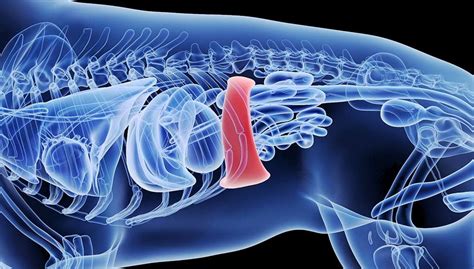 Spleen Tumor in Dogs: Signs, Causes, Treatment and Prevention