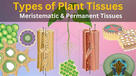 What Are The 3 Types Of Plant Tissue And What Is Each Responsible For ...