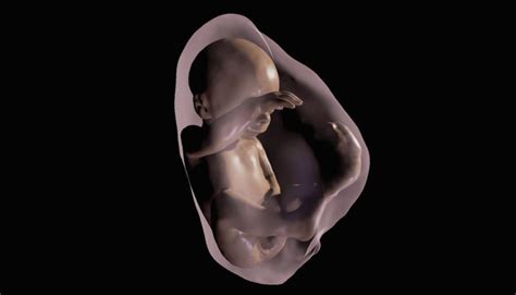 VR lets medics and parents meet 3D babies in the womb - Inavate