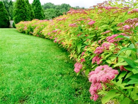 8 Flowering Shrubs for Full Sun - Backyard Boss