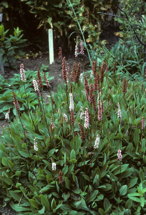 Polygonum affine (Polygonaceae) image 4758 at PhytoImages.siu.edu