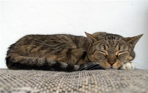 Cat Sleeping On The Couch | Copyright-free photo (by M. Vorel) | LibreShot