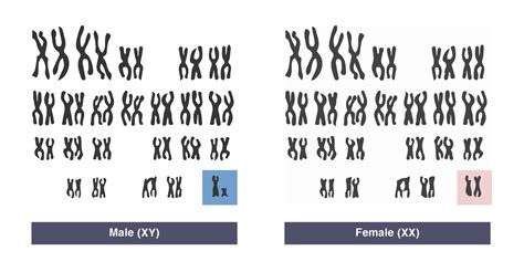 Chromosome Xy