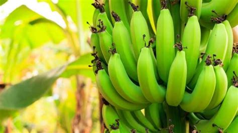 10 Best Raw Banana Recipes - NDTV Food