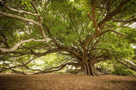 Fig Tree Care 101: 10 Proven Strategies for Success - Minneopa Orchards