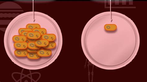 Binary Fission - YouTube