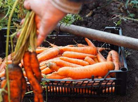 Pulling Carrots stock photo. Image of vegetable, food - 16631058