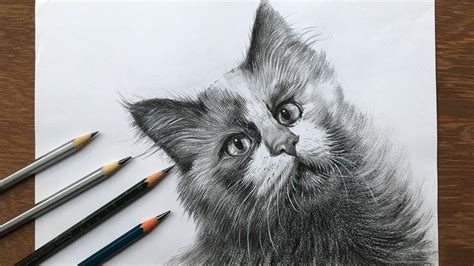 How to draw a cat | pencil shading of a realistic cat | animal drawing ...