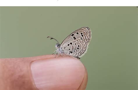 Friday Fun Fact - Sinai Baton Blue Butterfly - Australian Butterfly ...