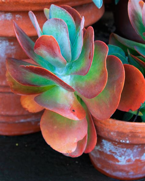 10 Outstanding Succulents - Fine Gardening