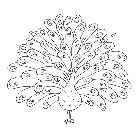 Peacock Outline Vector Art, Icons, and Graphics for Free Download