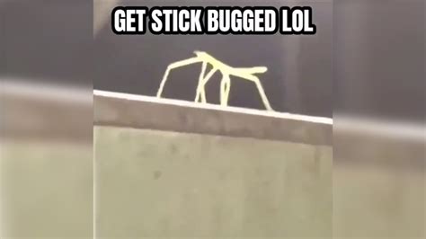 Stickbug | Teh Meme Wiki | Fandom