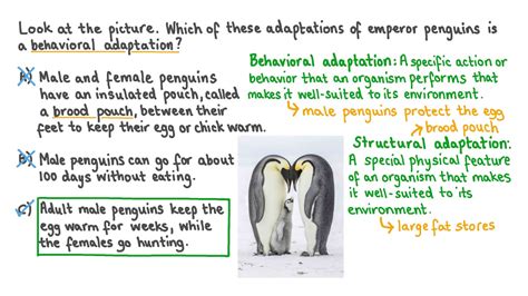 Question Video: Applying the Definition of Behavioral Adaptations to ...