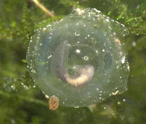 Axolotl egg | Nashville Zoo | Bill Hughes | Flickr