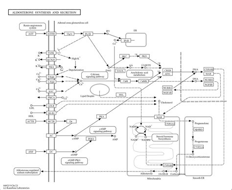 KEGG PATHWAY: Aldosterone synthesis and secretion - Reference pathway