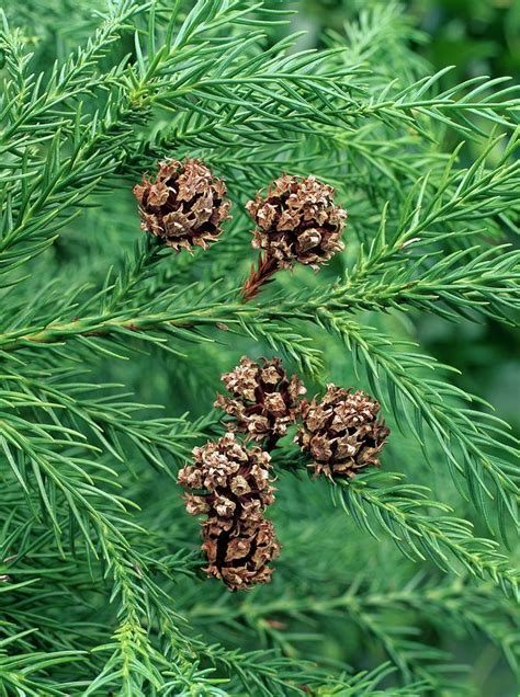 Japanese Cedar (cryptomeria Japonica) Photograph by Geoff Kidd/science ...