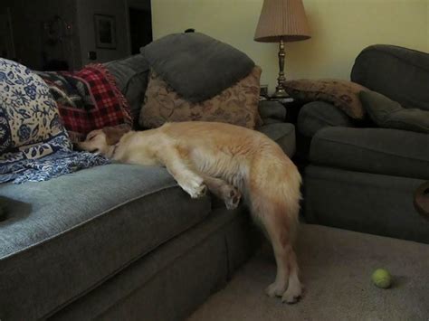 50 Times Dogs Managed To Fall Asleep In Hilariously Awkward Positions ...